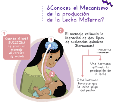 Ilustración del procedimiento del Papanicolaou